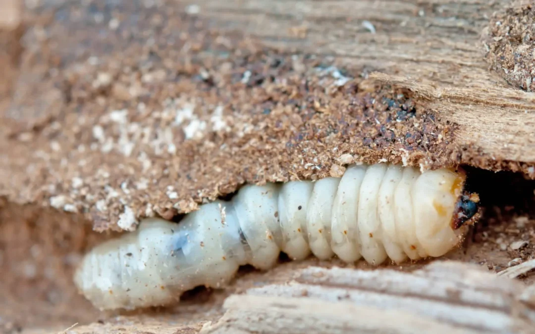 Houtworm in 2025: komen er meer of minder houtwormen?